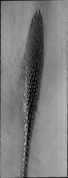 PIA13663: Mars Odyssey All Stars: Reptilian Dunes