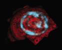 PIA11396: Saturn's Polar Aurora