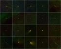 PIA13457: Comets WISE -- A Family Portrait