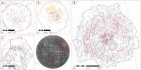 PIA16900: Tectonic Complexity in Mercury's Impact Features